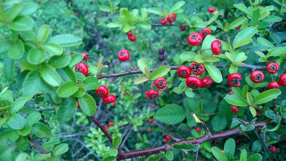 Nepalese Firethorn photo 6