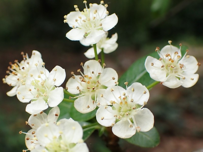 Nepalese Firethorn photo 2