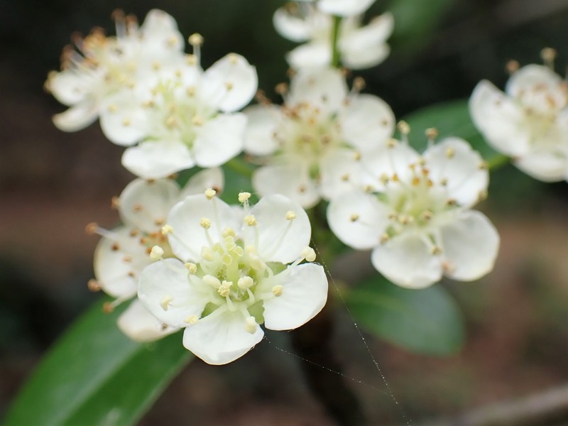 Nepalese Firethorn photo 3