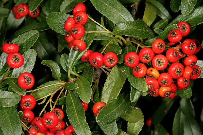 Nepalese Firethorn photo 7