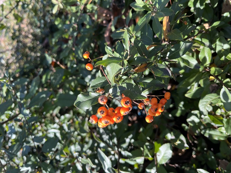Nepalese Firethorn photo 8
