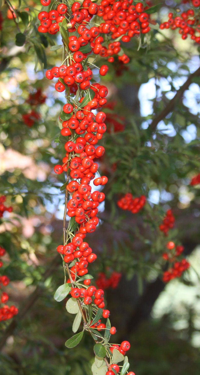 Chinese Firethorn