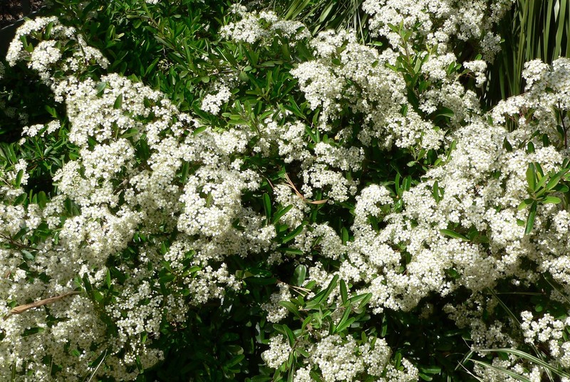 Formosa Firethorn photo 4