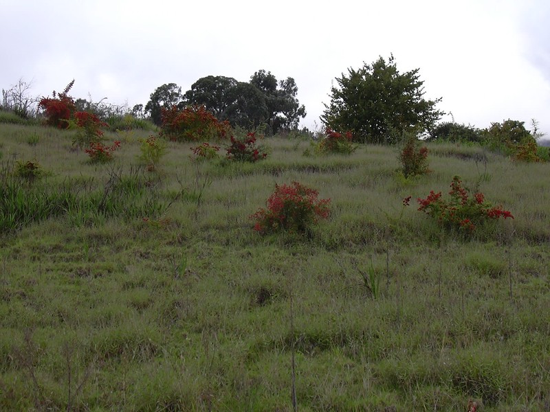 Formosa Firethorn photo 5