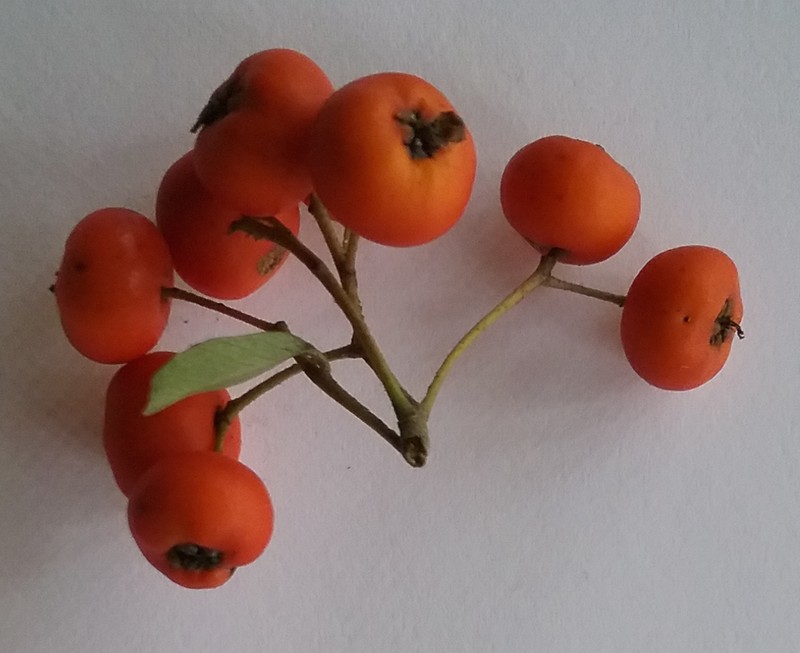 Formosa Firethorn photo 2