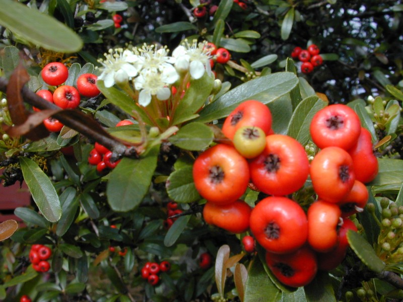 Formosa Firethorn photo 3