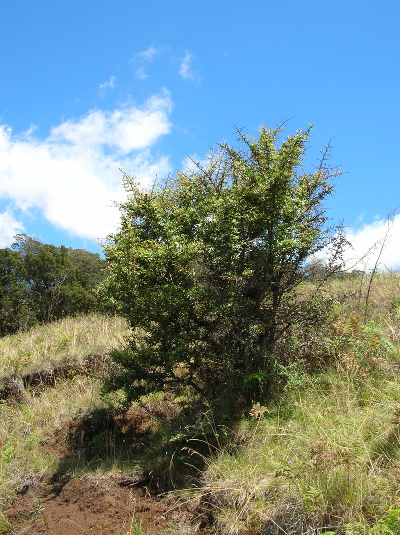 Formosa Firethorn photo 6