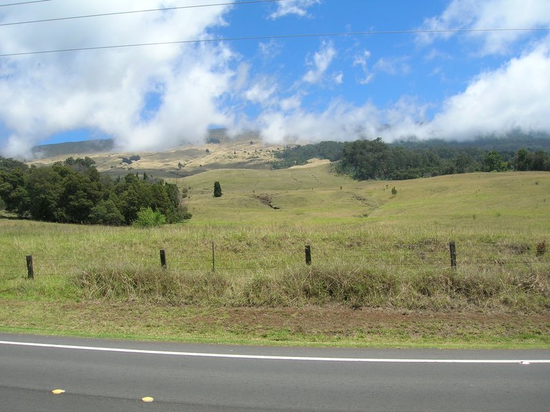 Formosa Firethorn photo 7