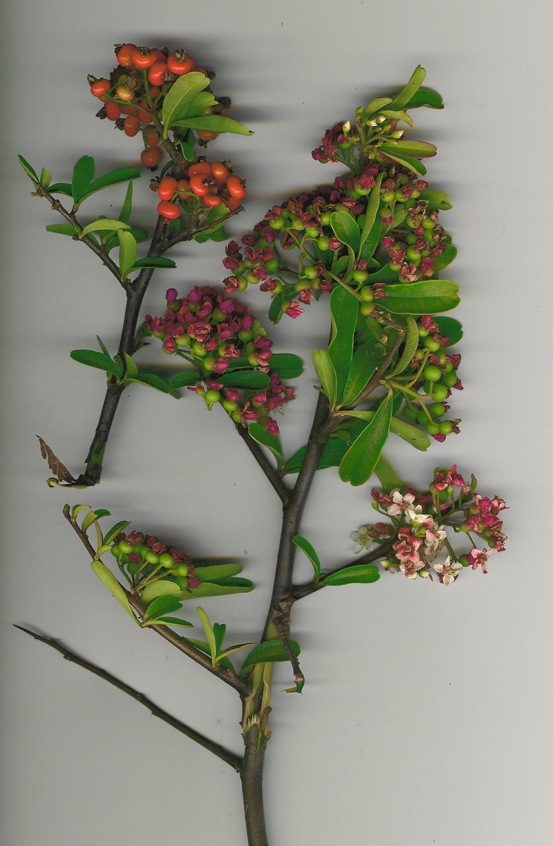 Formosa Firethorn photo 8