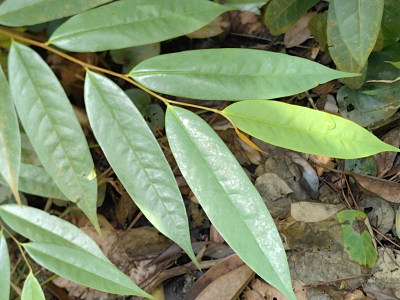 Pyramidanthe kentii