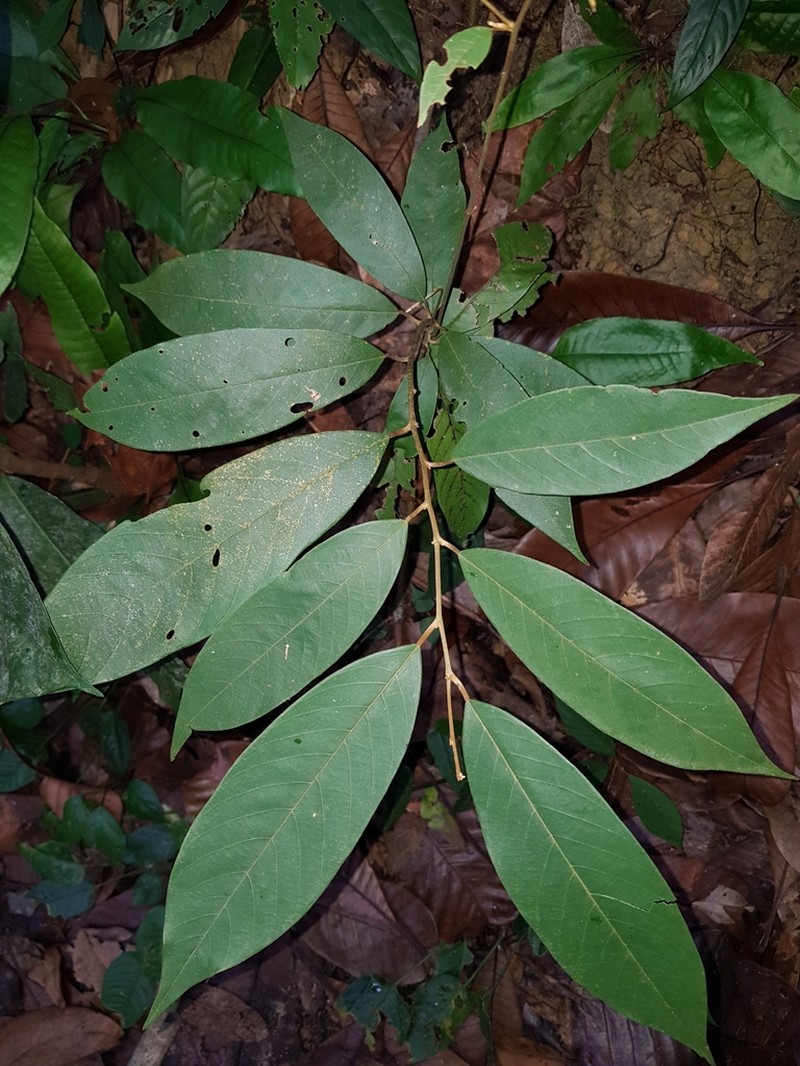 Pyramidanthe kentii photo 2