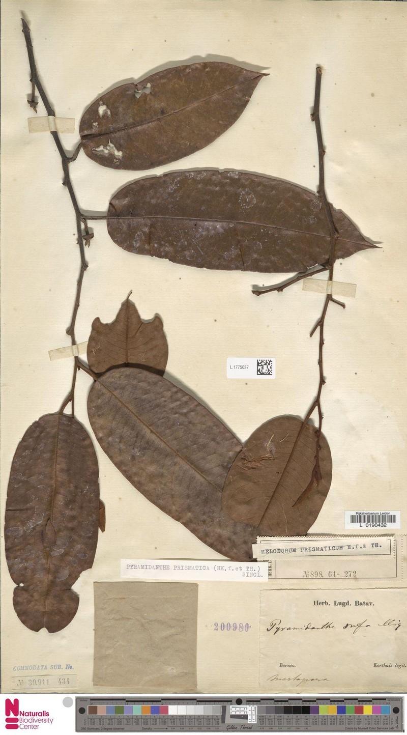 Pyramidanthe prismatica