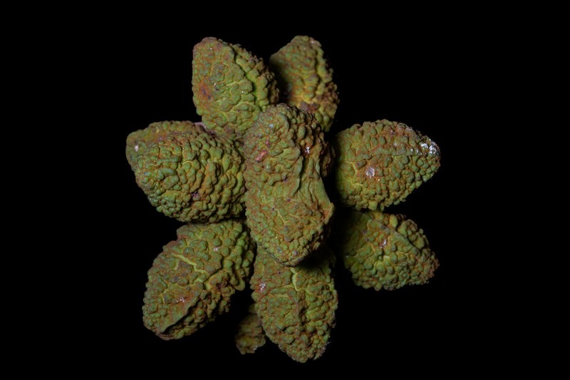 Pyramidanthe prismatica photo 2