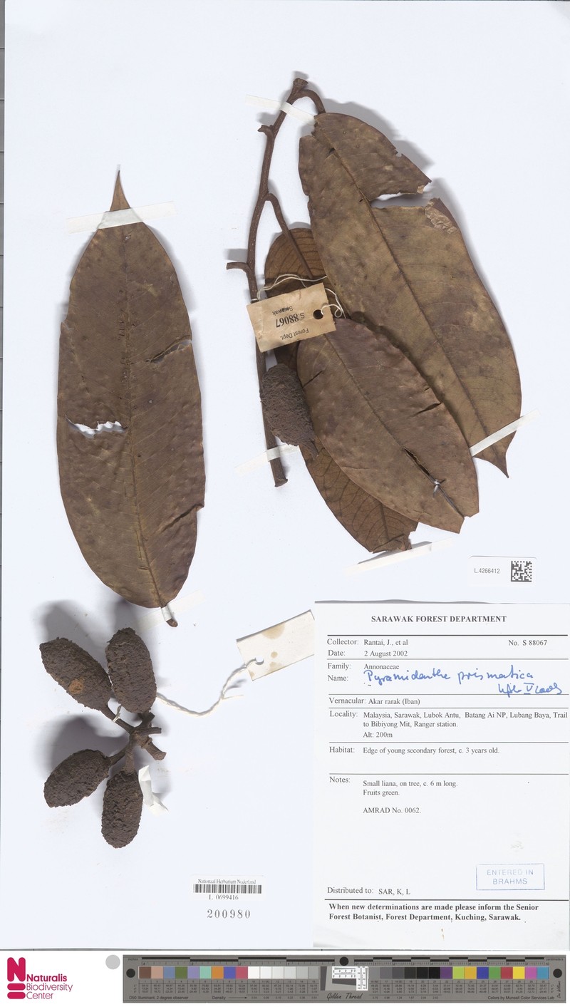 Pyramidanthe prismatica photo 3