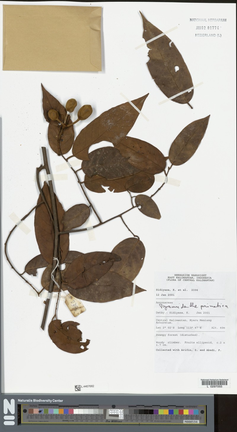 Pyramidanthe prismatica photo 4