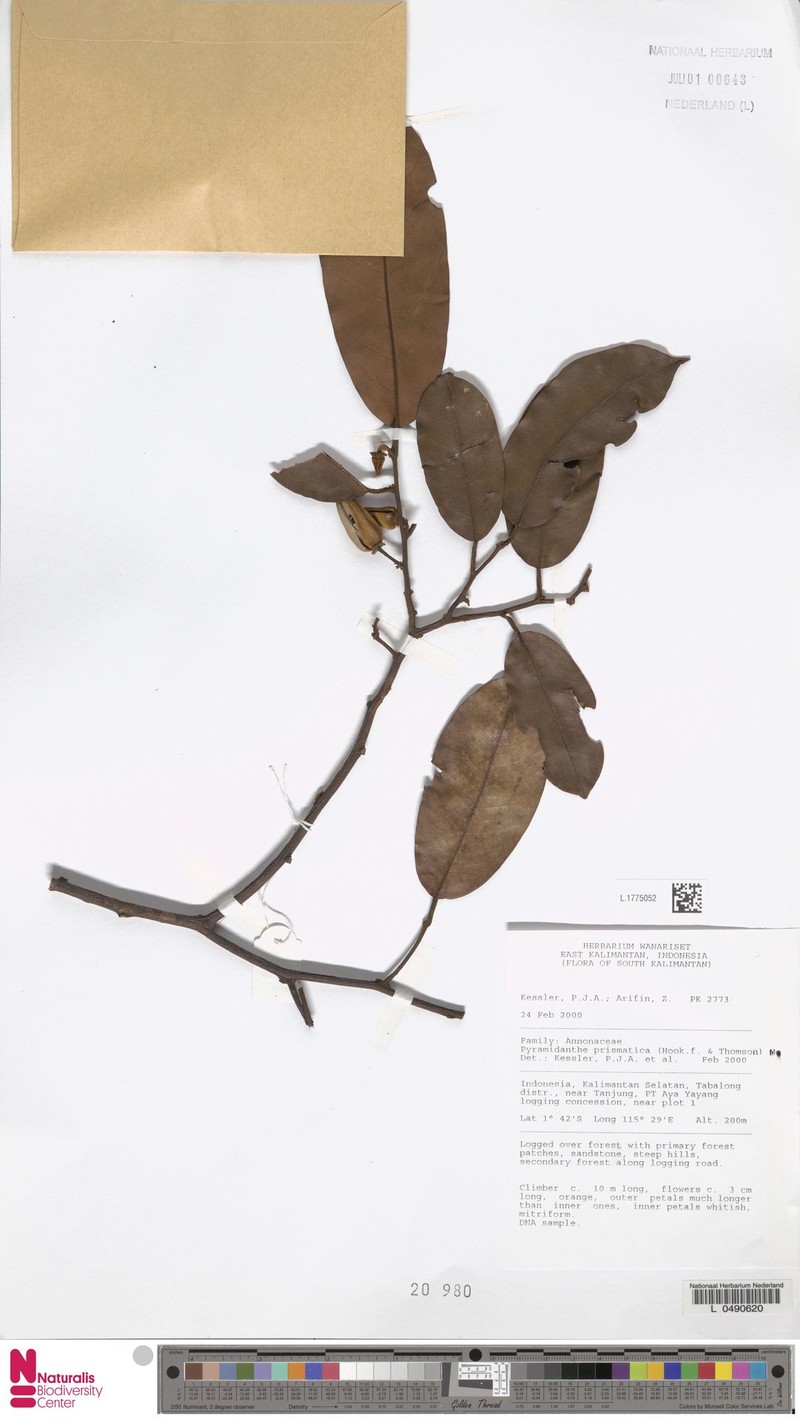 Pyramidanthe prismatica photo 5