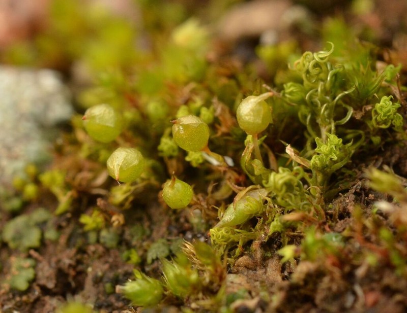Pyramid Moss