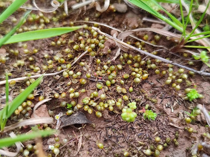 Pyramid Moss photo 2