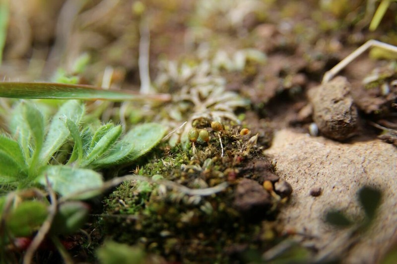 Pyramid Moss photo 3