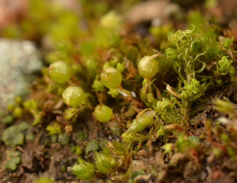 Pyramid Moss photo 5