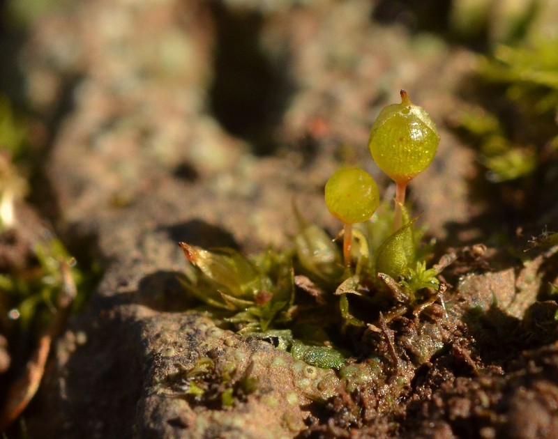Pyramid Moss photo 6