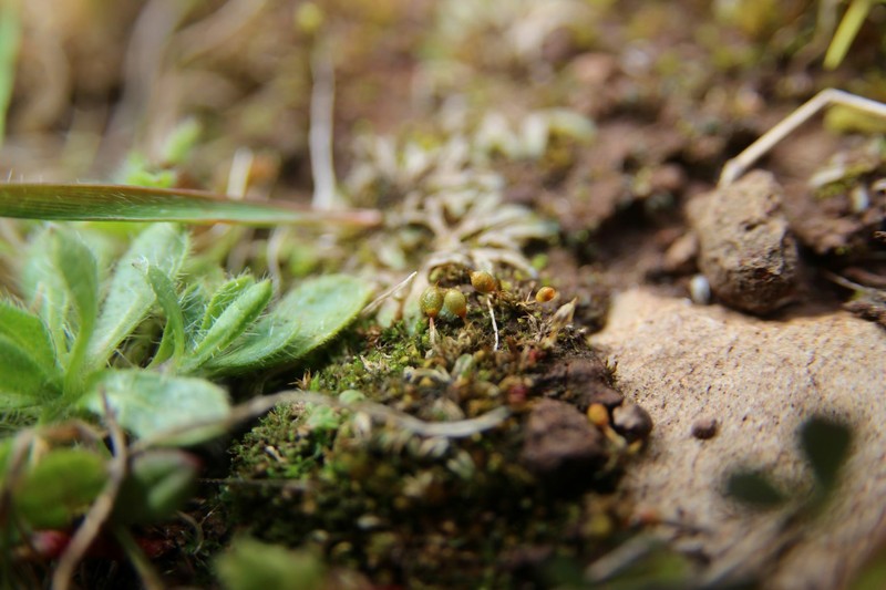 Pyramid Moss photo 7