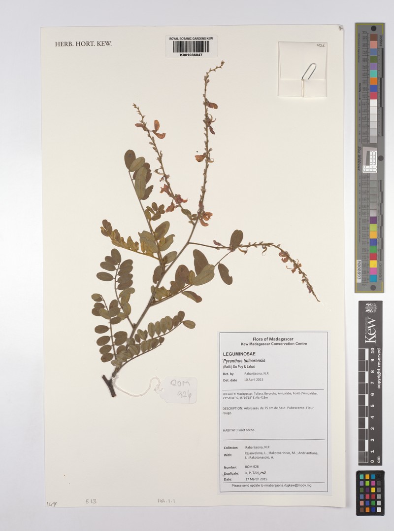 Pyranthus tullearensis subsp. tullearensis