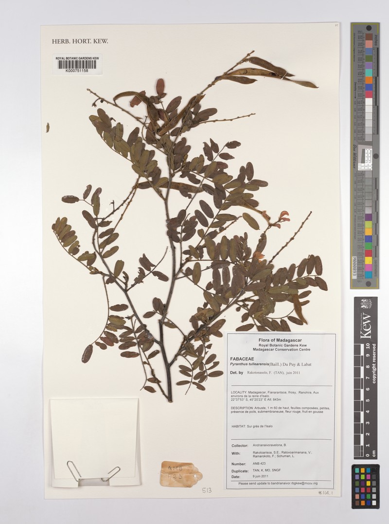 Pyranthus tullearensis subsp. tullearensis photo 2
