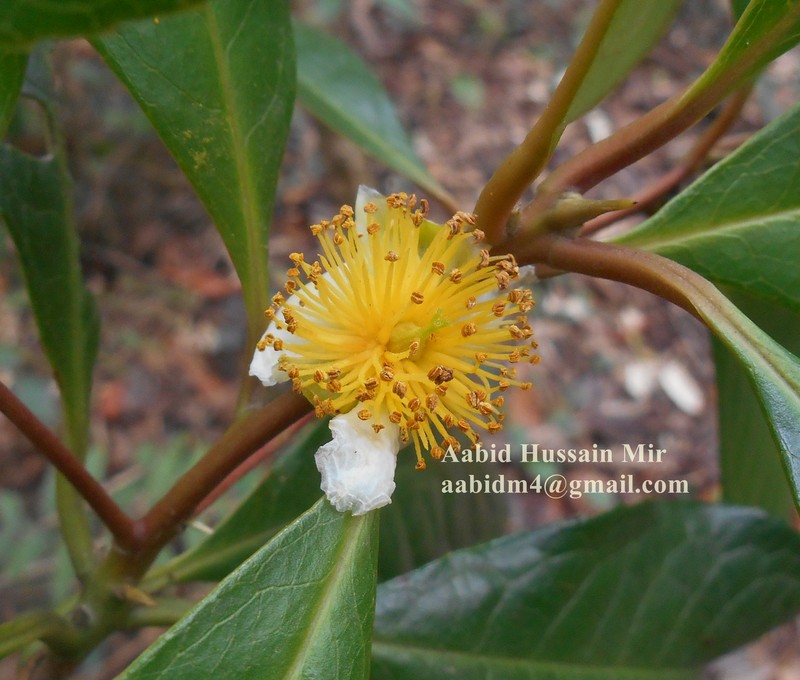Pyrenaria cherrapunjeana