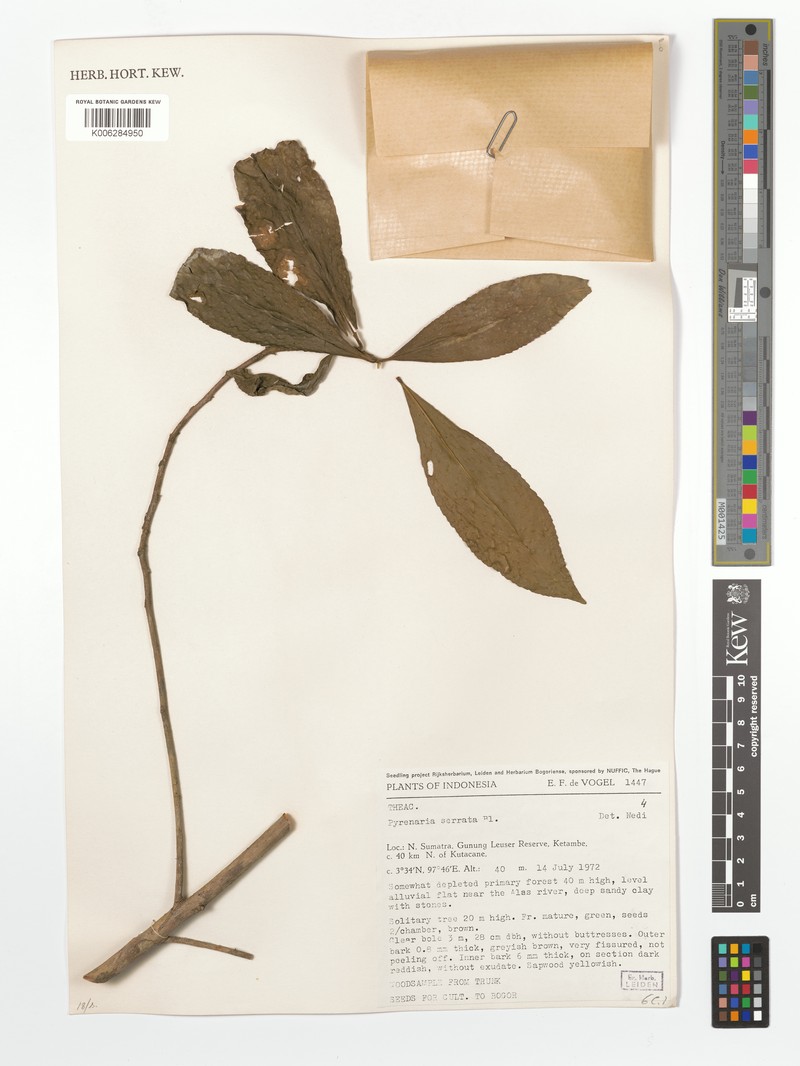 Pyrenaria serrata var. serrata