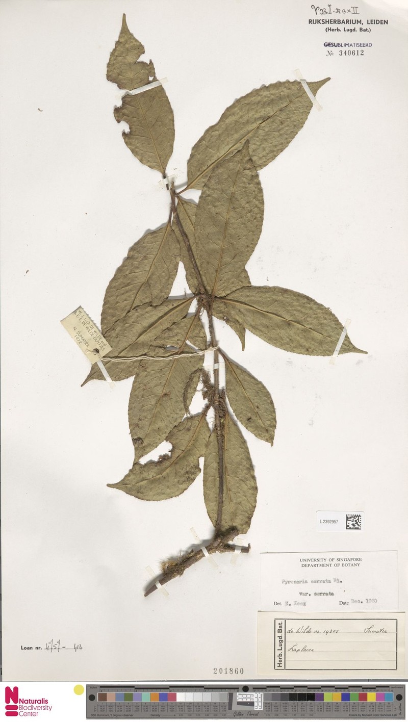 Pyrenaria serrata var. serrata photo 2