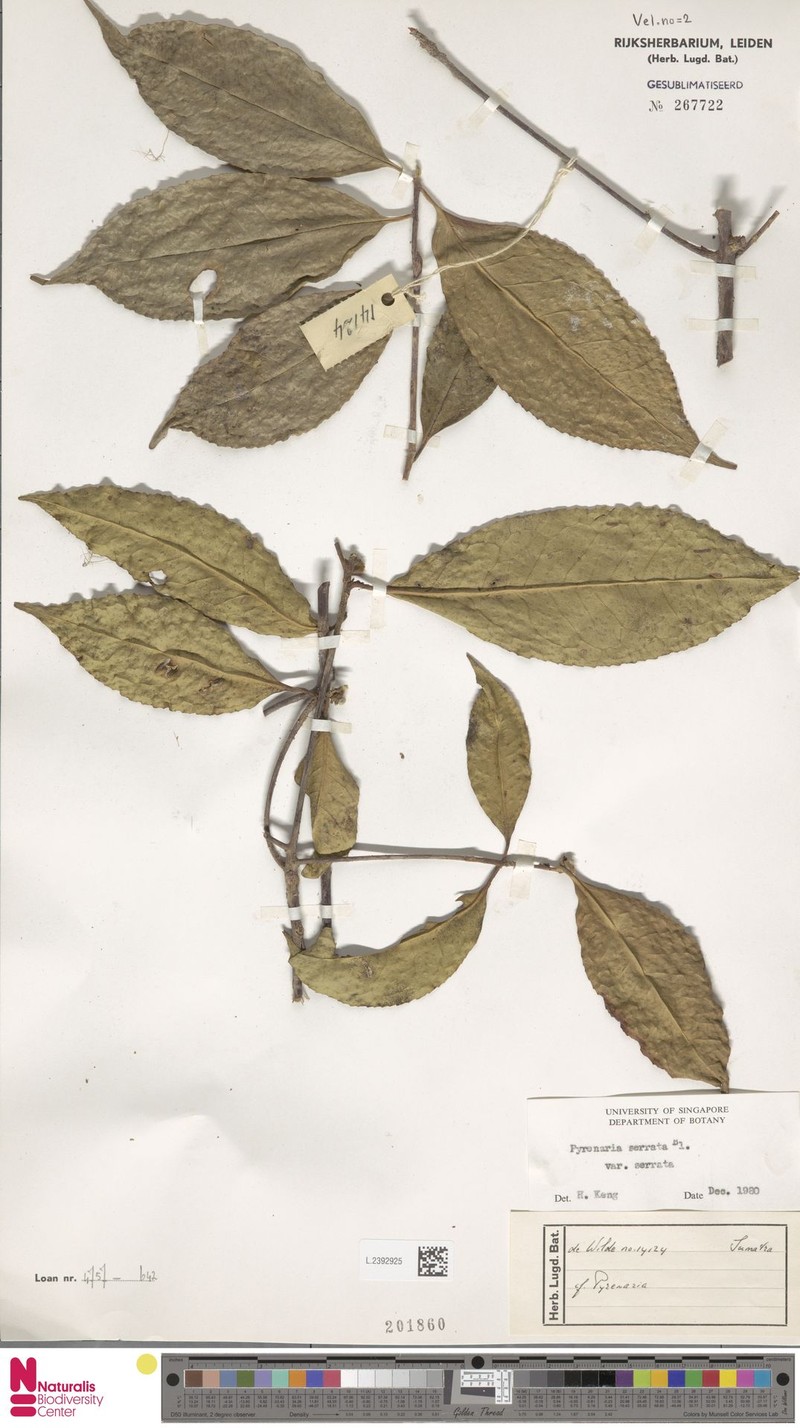 Pyrenaria serrata var. serrata photo 3