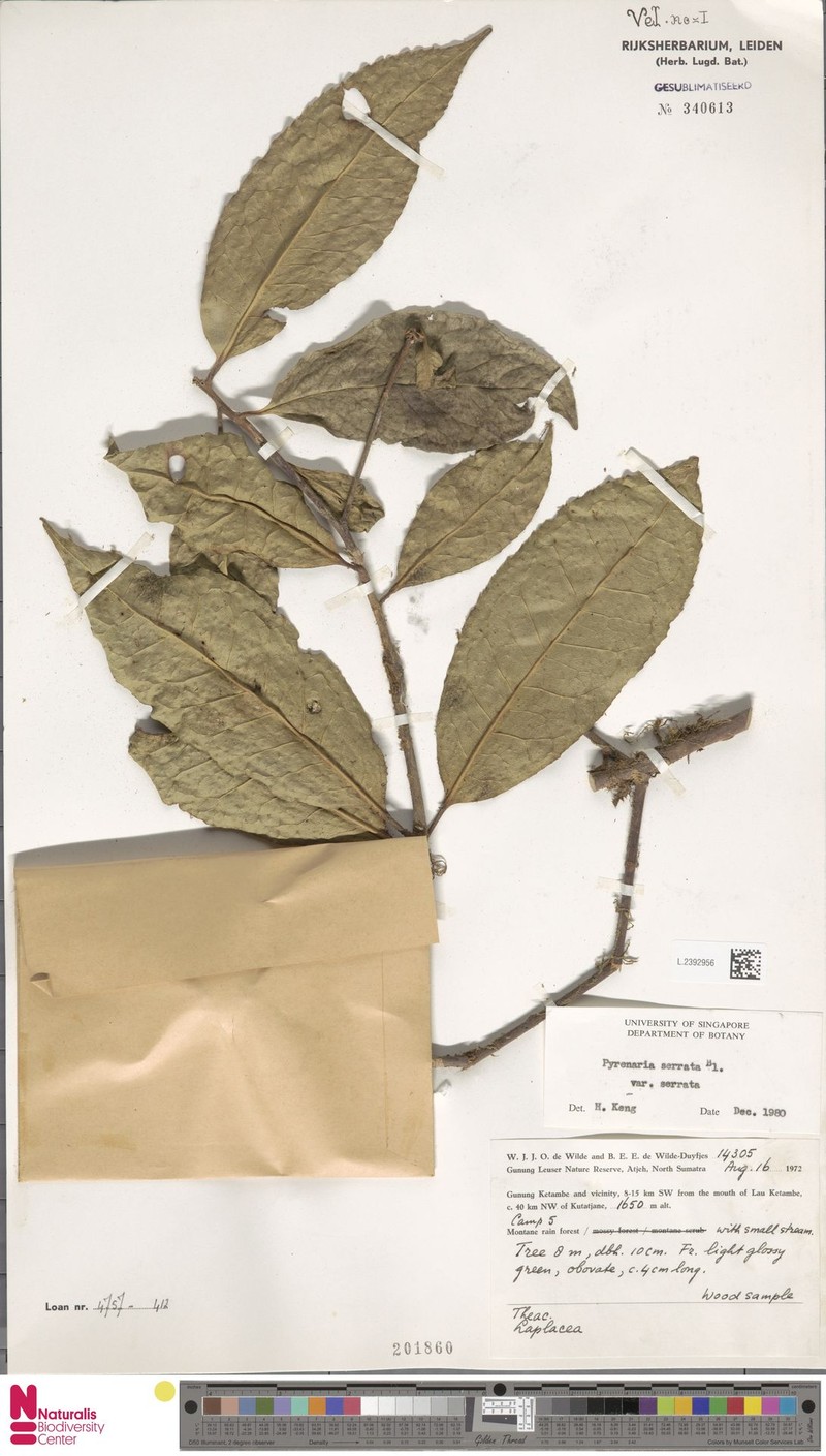 Pyrenaria serrata var. serrata photo 4