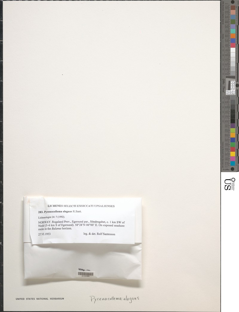 Pyrenocollema elegans photo 2