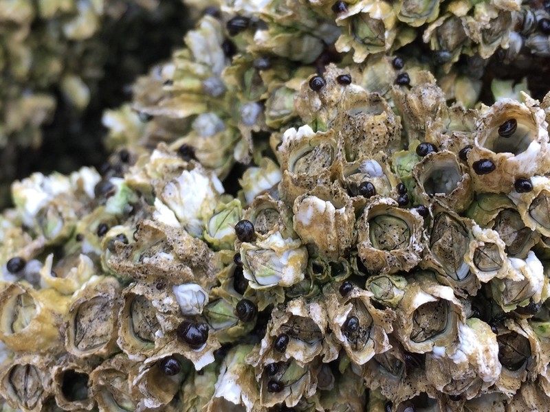Pyrenocollema Lichen photo 2