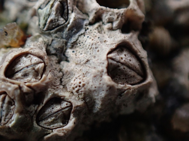 Pyrenocollema Lichen photo 3