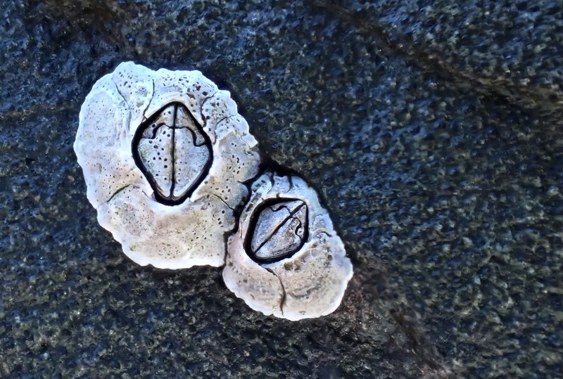 Pyrenocollema Lichen photo 5
