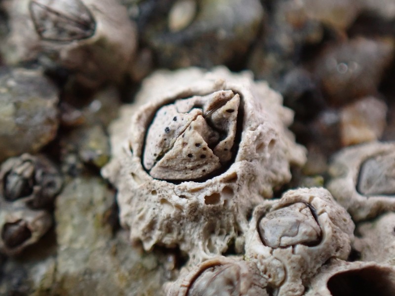 Pyrenocollema Lichen photo 6