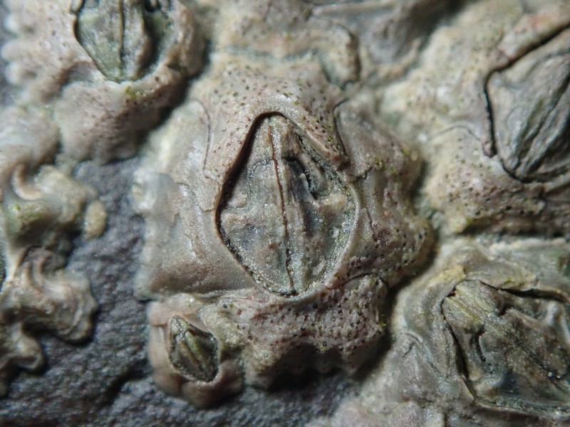 Pyrenocollema Lichen photo 7