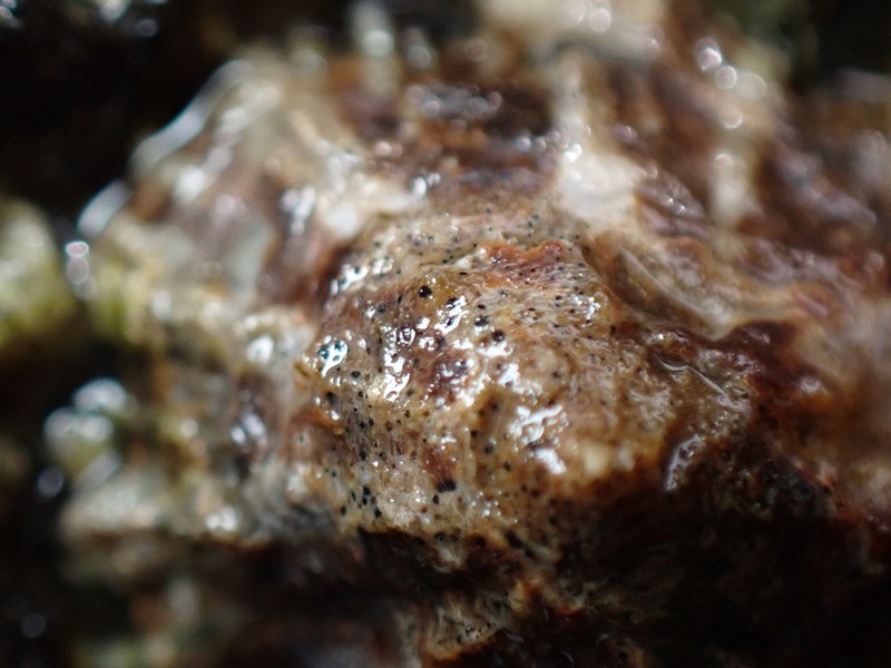 Pyrenocollema Lichen photo 8
