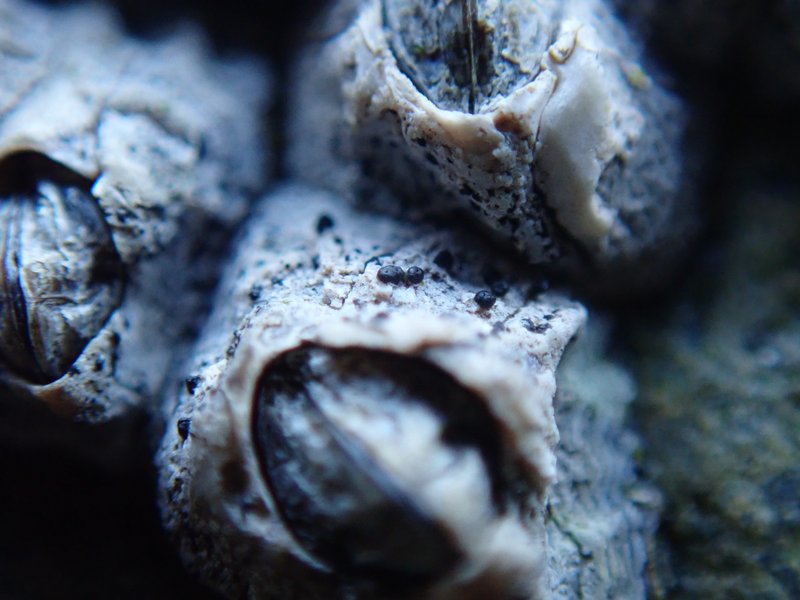 Pyrenocollema sublitorale