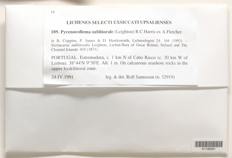 Pyrenocollema sublitorale photo 2