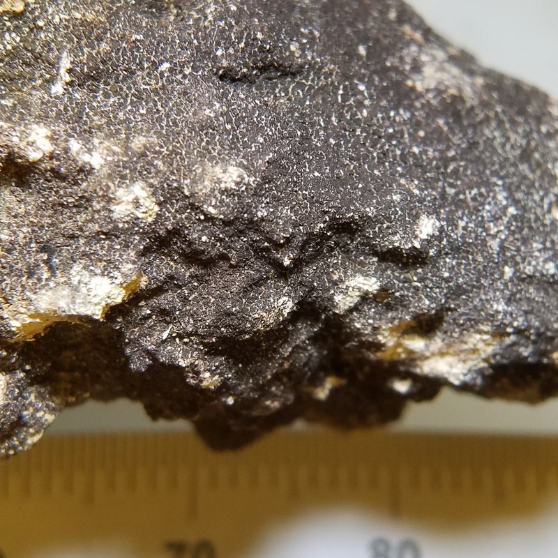Pyrenopsis Lichen