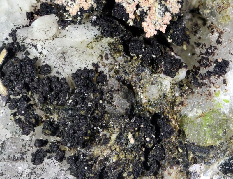 Pyrenopsis Lichen
