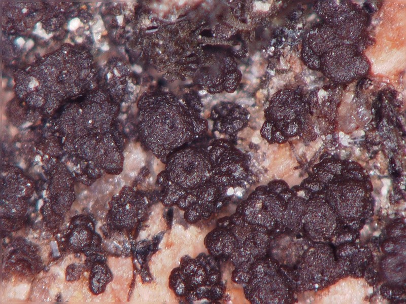 Pyrenopsis Lichen photo 3