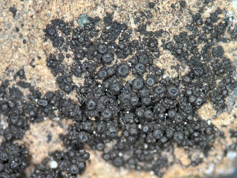 Pyrenopsis Lichen