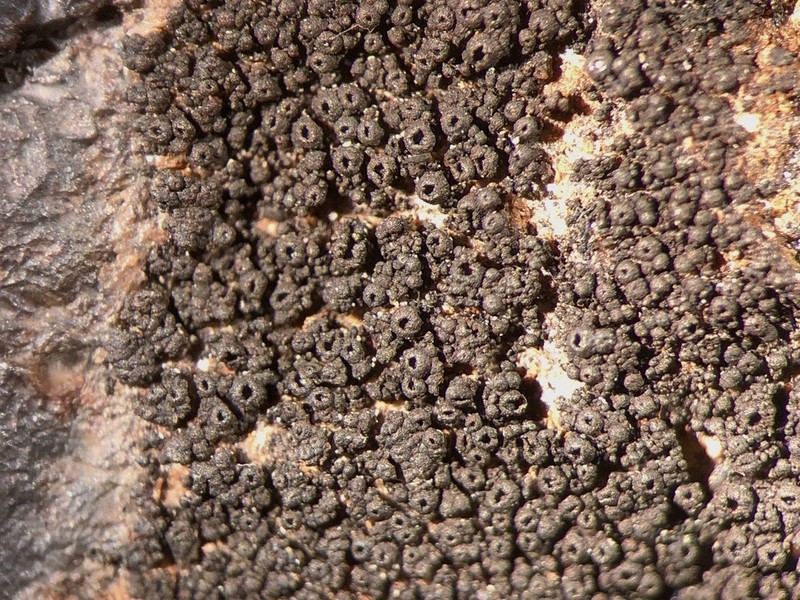 Pyrenopsis Lichen photo 2