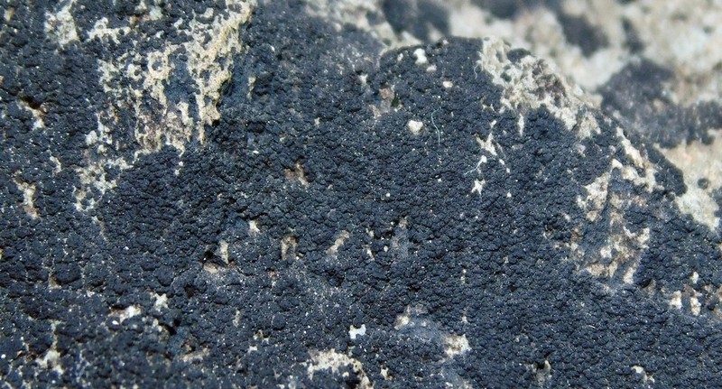 Pyrenopsis Lichen photo 3