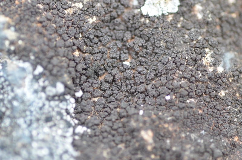 Pyrenopsis Lichen photo 4