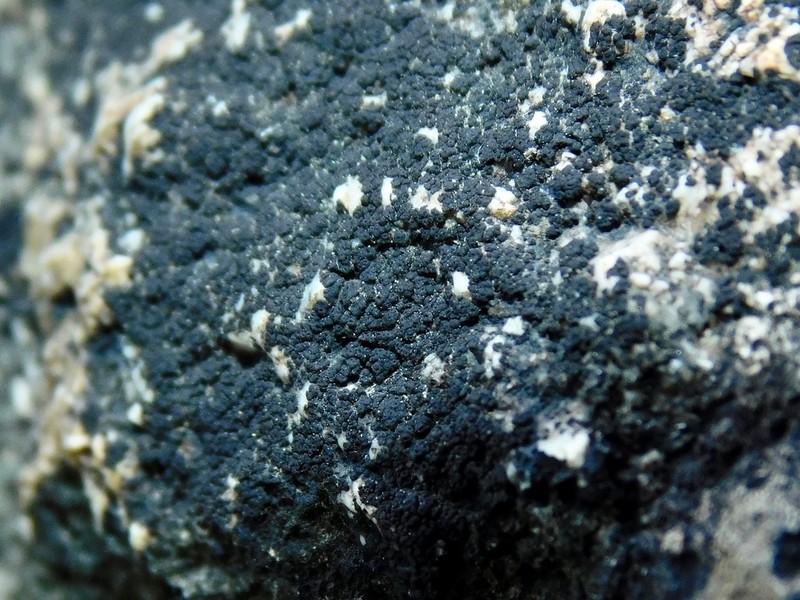 Pyrenopsis Lichen photo 5